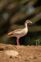 Egyptian goose on stony ground in profile
