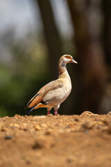 Egyptian goose stands on horizon in sunshine