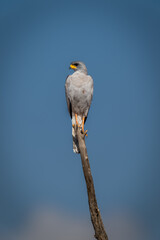 Dark chanting-goshawk on dead branch turning head