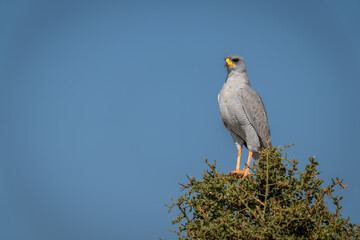 Dark chanting-goshawk on bush against blue sky