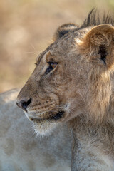 Close-up of young male lion staring left