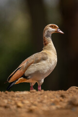 Egyptian goose stands on horizon with catchlight