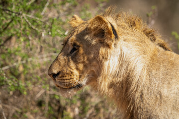 Close-up of young male lion staring intently
