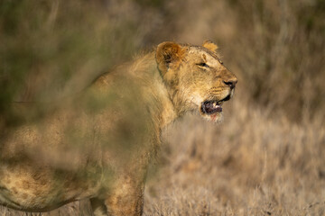 Obraz na płótnie Canvas Close-up of young male lion standing gazing