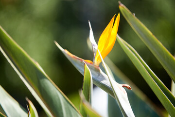 Strelitzia royal buds, bright orange flower resembling bird's head. its pollinators are not...