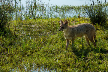 black backed jackal