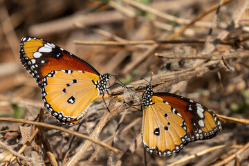 butterfly on a flower