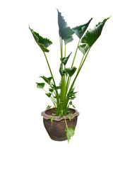 Flowerpot and Green tree decoration isolated on white background.