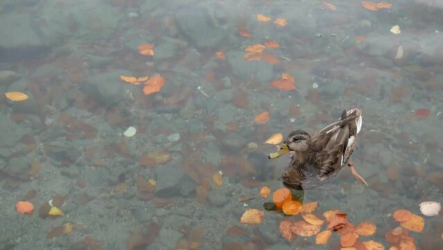 Un canard nage sur un lac &agrave; l'automne. Lac Pavin, France