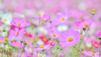 コスモスの花（Cosmos flower）