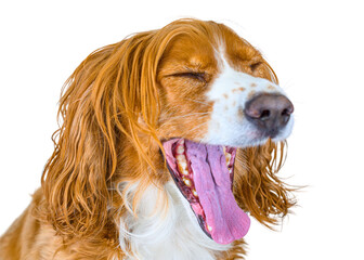 Dog expressions, studio shot of a cute animal pet