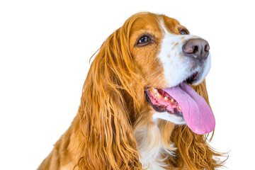 Dog expressions, studio shot of a cute animal pet