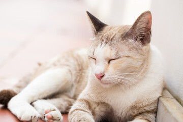  cat sleeping on the walk ground. Image has shallow depth of field.
