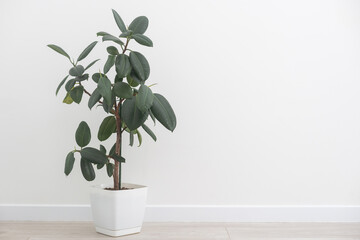 Home plant in white flower pot, green leaf ficus, elastica on a light background