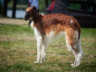 Hunting dog breed. Russian greyhound.