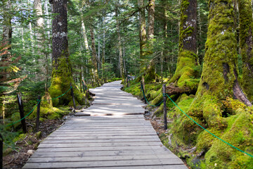 Obraz premium 白駒池の木道