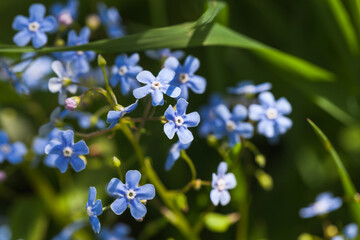 Forget Me Not, little blue flowers over dark background