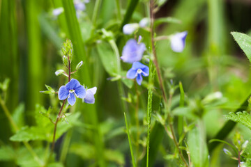 Forget Me Not, blue flowers over blurred green background