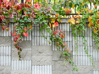 The beginning of autumn in the city. Climbing plants on the wall with green red and yellow leaves. Bright autumn