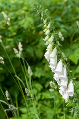 White phenotype of Digitalis purpurea. Foxglove flowers © evannovostro