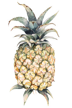 Pineapple painted with watercolor.Hand drawn fruit watercolor painting.