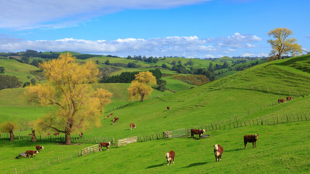 A cattle farm with trees and lush, rolling pasture. Photographed in New Zealand