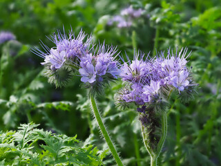 Phaceliapflanze  (Gründünger)	
