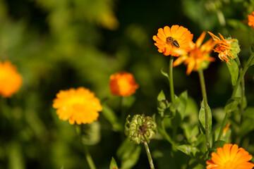 flowers in the garden