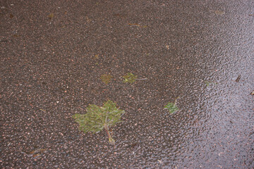fallen yellow leaves on the asphalt in the rain