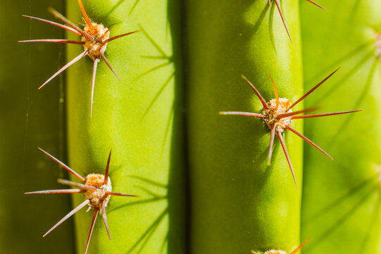 Cactus