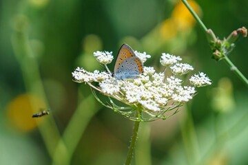 Large copper butterfly (Lycaena dispar) on a flower with a flying fly on the blurred background