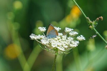Beautiful large copper butterfly (Lycaena dispar) resting on a flower on the blurred background