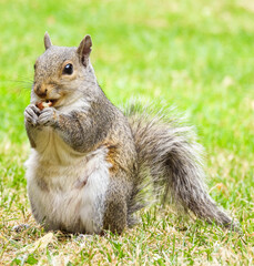 Naklejka na ściany i meble Park Grey Squirrel Seeking Food From Visitors