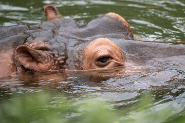 one big hippopotamus in water