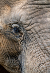 Fototapeta premium close up of an elephant head