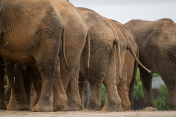 Asian elephants ass in closed up