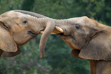 two baby elephants fight against each other