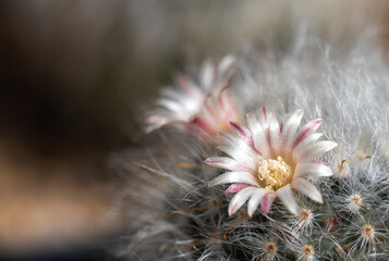 Beautiful blooming wild desert cactus flower