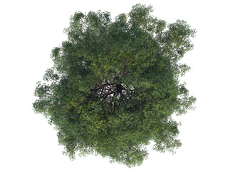 Tree view from above top view alpha channel png