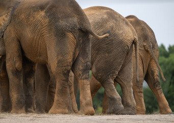 Asian elephants ass in closed up