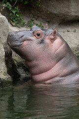 pink baby hippopotamus in water