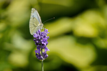 white butterfly on purple flower