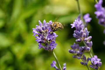 bee on lavender