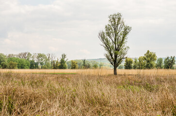 Cane field, panorama landscape. A view of a field covered with dry reeds.