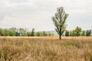 Fototapeta premium Cane field, panorama landscape. A view of a field covered with dry reeds.