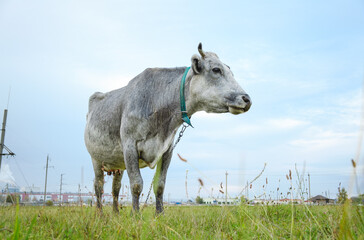 Grey cow eating green grass on the field. One animal looking at the camera. Cattle farmland. Close-up. Nature life. Livestock in the meadow. Organic food