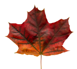 maple leaf isolated on white