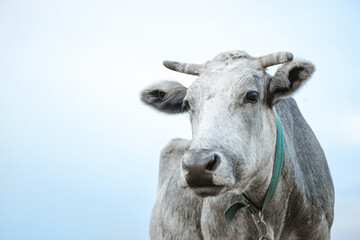 Portrait of grey cow is looking at camera on the sky background. One animal looking at the camera. Cattle farmland. Close-up. Nature life. Livestock in the meadow. Organic food