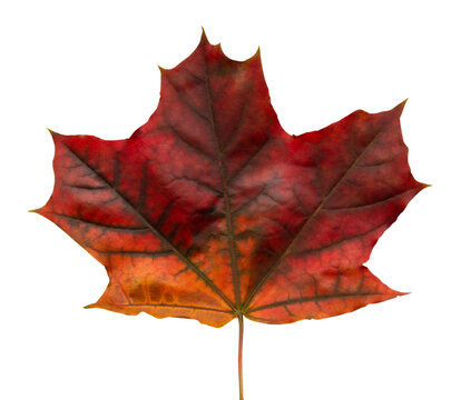 maple leaf isolated on white