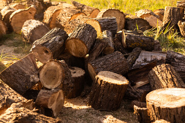 Forest pine and spruce trees. Log trunks pile, the logging timber wood industry. Wide banner or panorama wooden trunks.